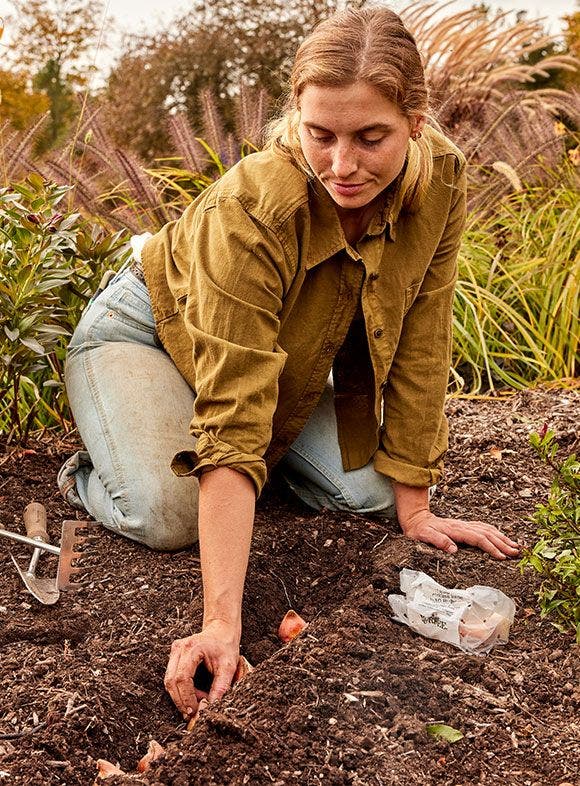 Gardener planting tulip bulbs.