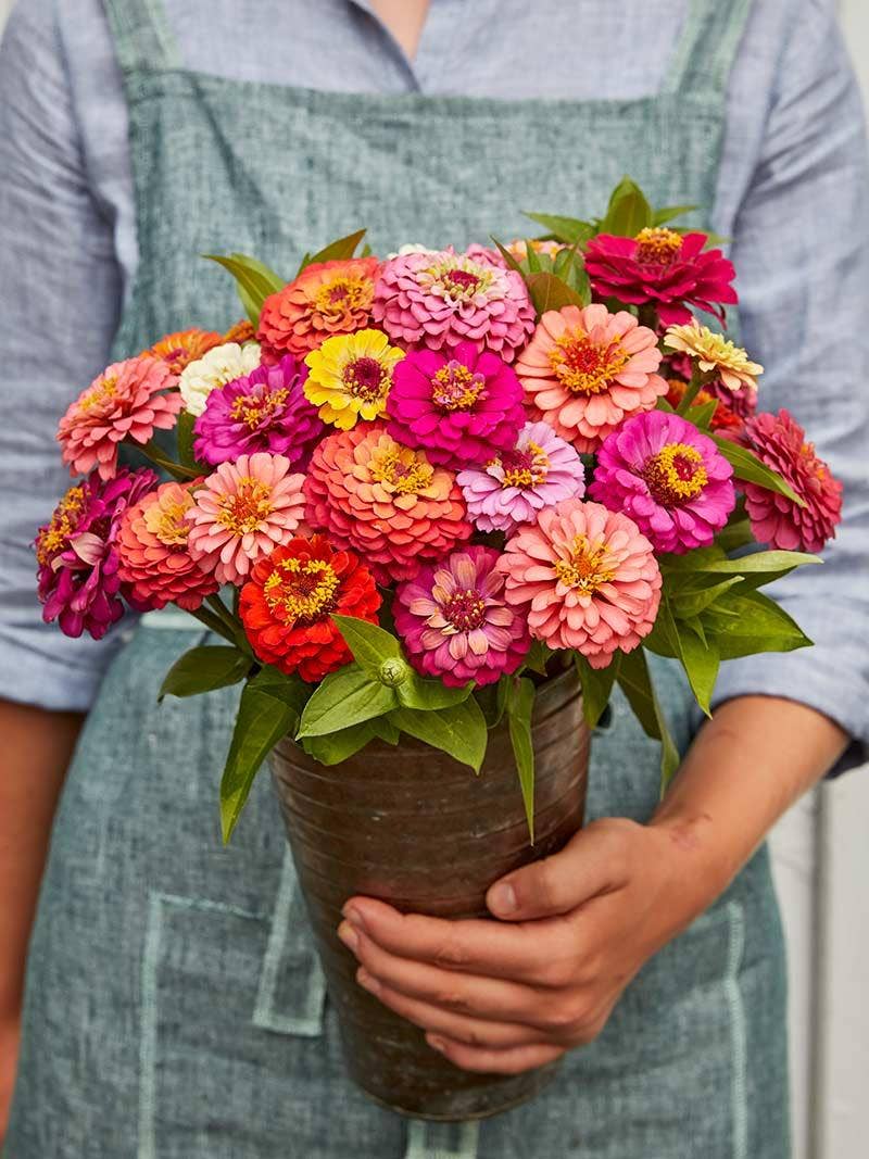Carefree Flowers to Spruce Up Your Space