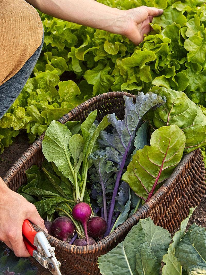 Plant a Garden for Fall