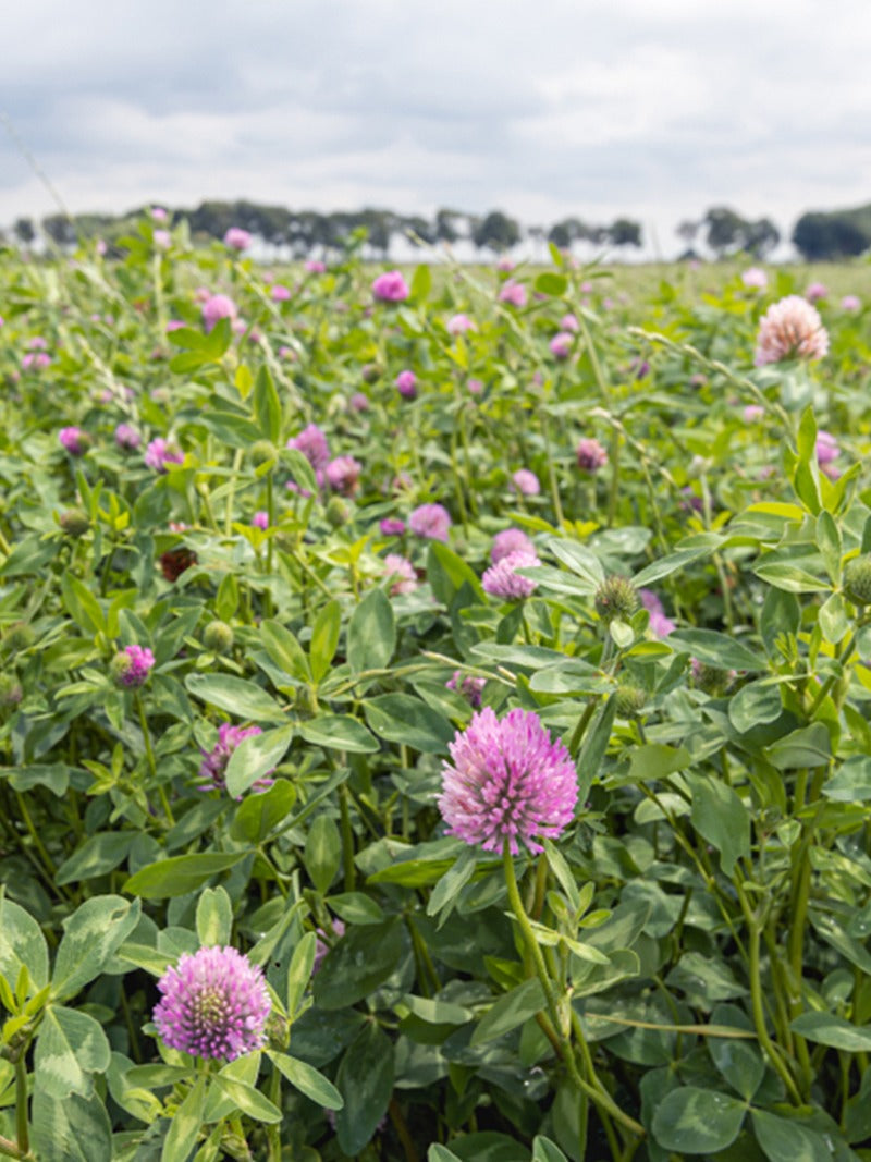 Clover in a field.