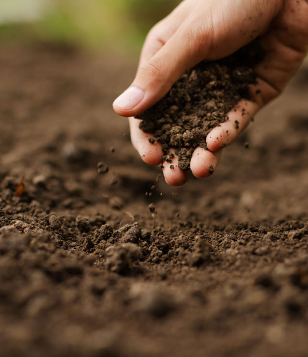 Understanding the Importance of Soil and All It Does for Your Garden