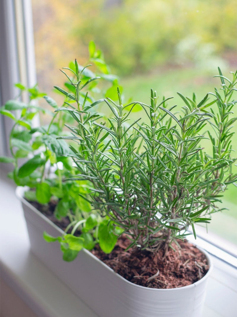 Fresh herbs in a pot on a windowsill.