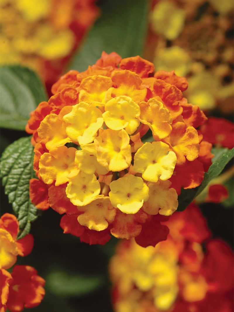 Lantana flowers.
