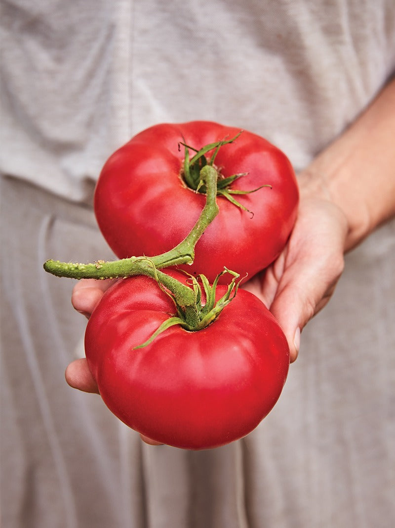 Hands holding heirloom tomatoes