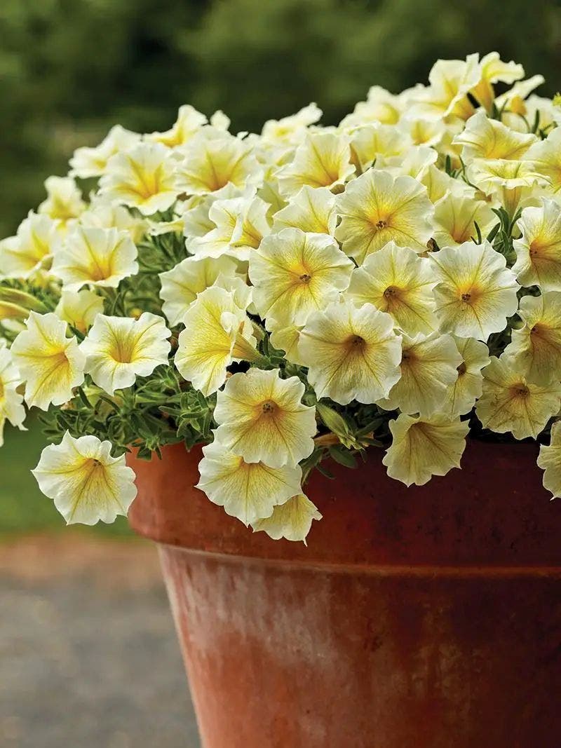'Bee’s Knees' petunia in a pot.