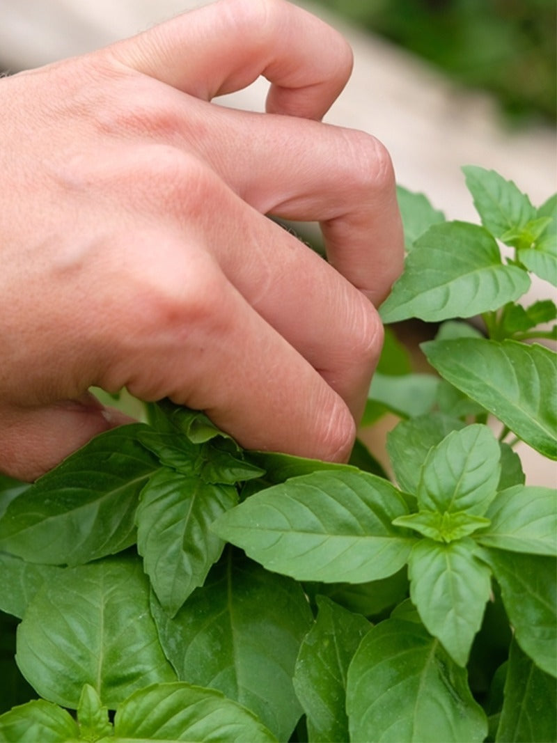A gardener pinches a plant.