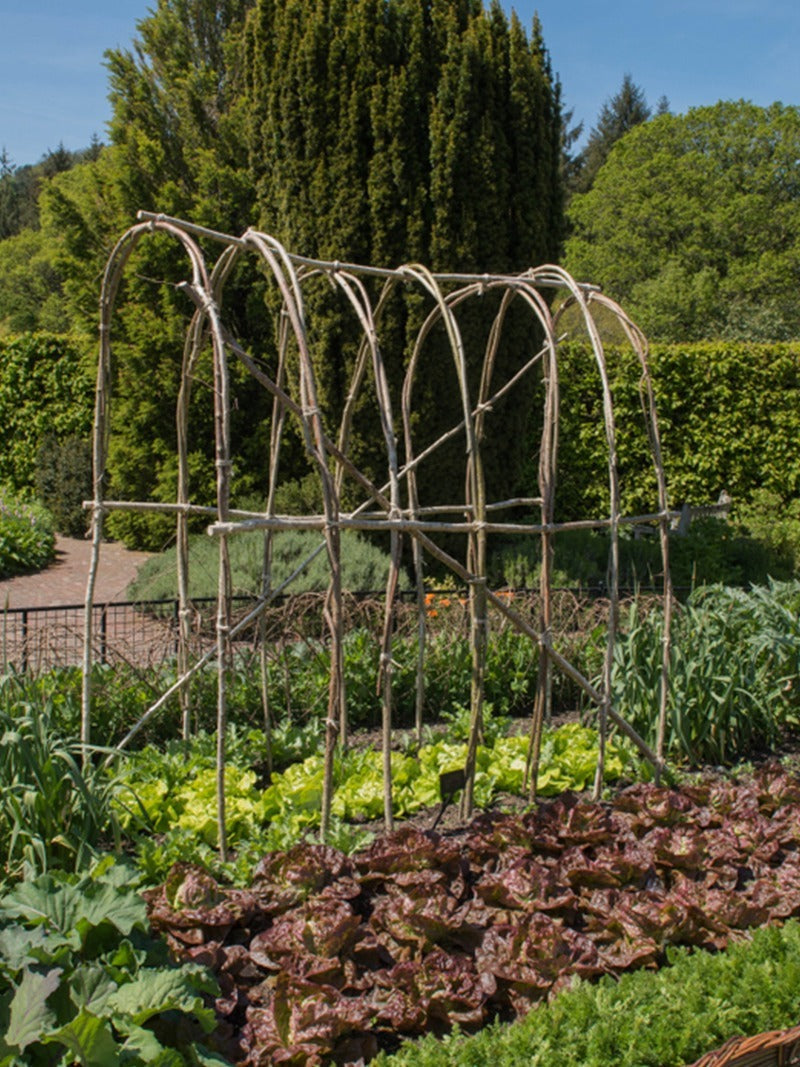 A potager garden.