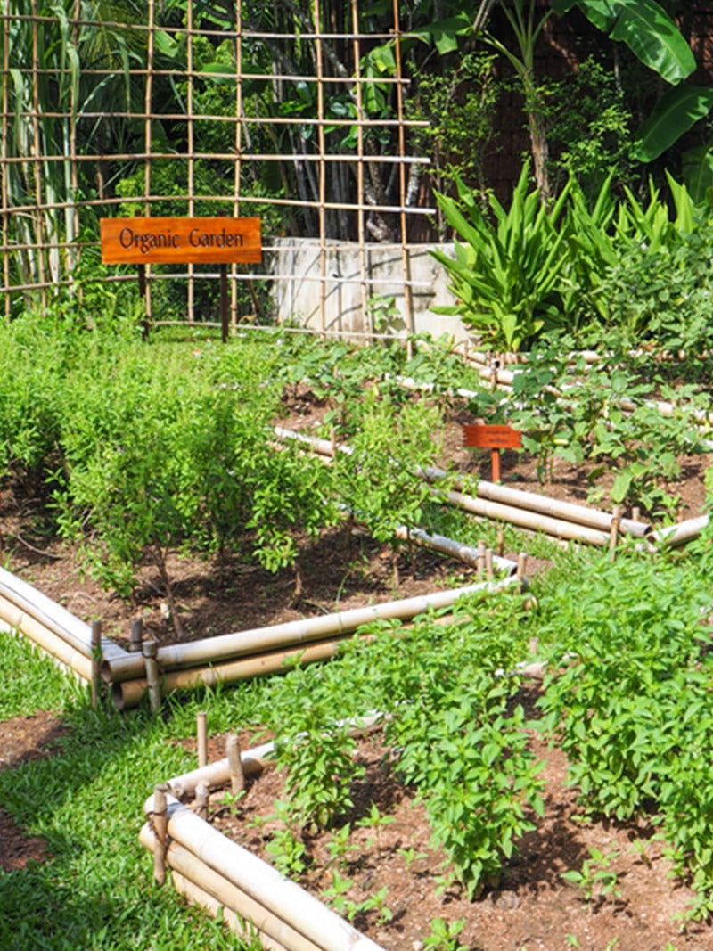 A shared community garden.