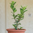 Bay Laurel