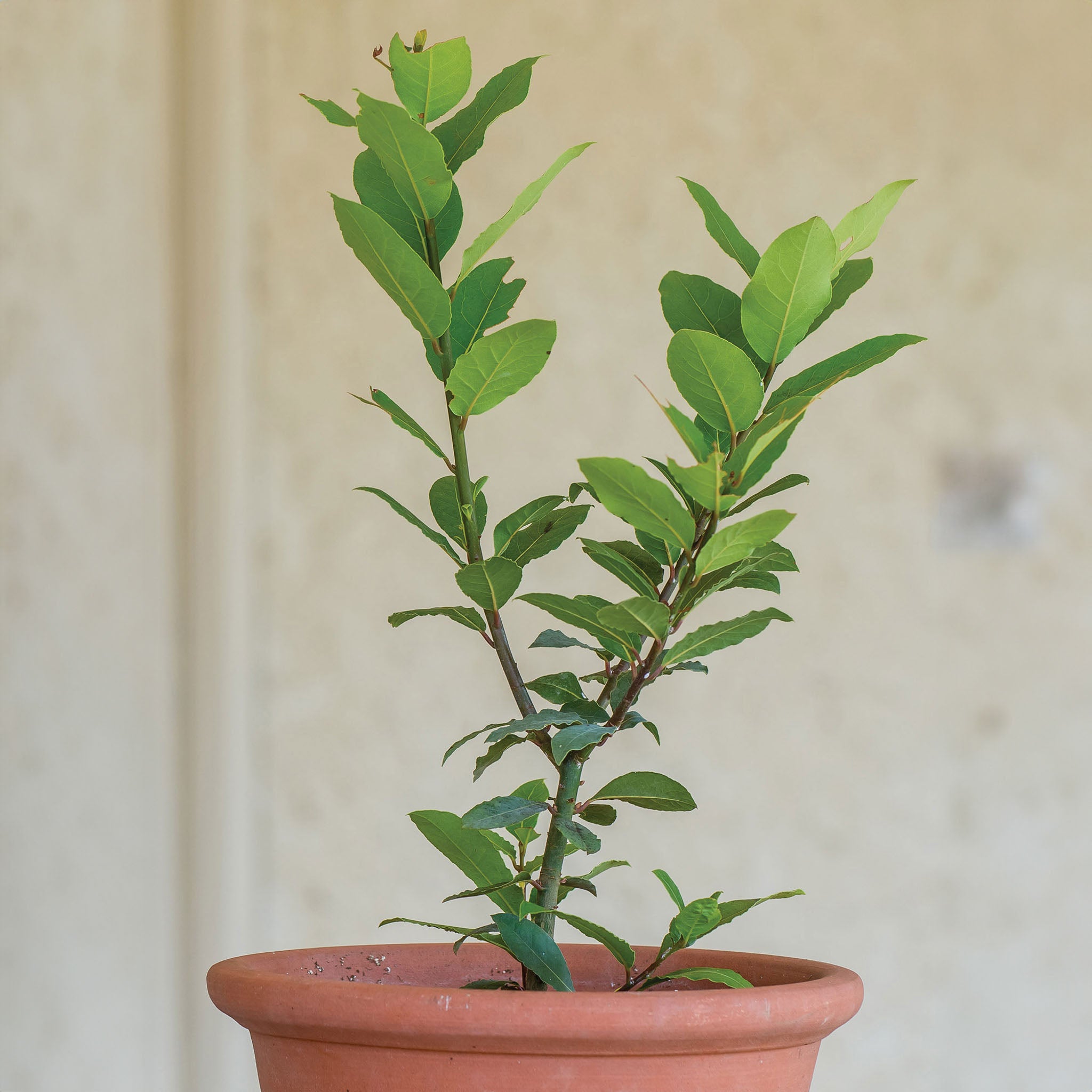 Bay Laurel