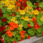 Supernova Mixed Colors Nasturtium