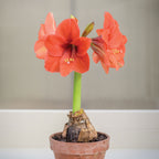Naranja Amaryllis Bulb