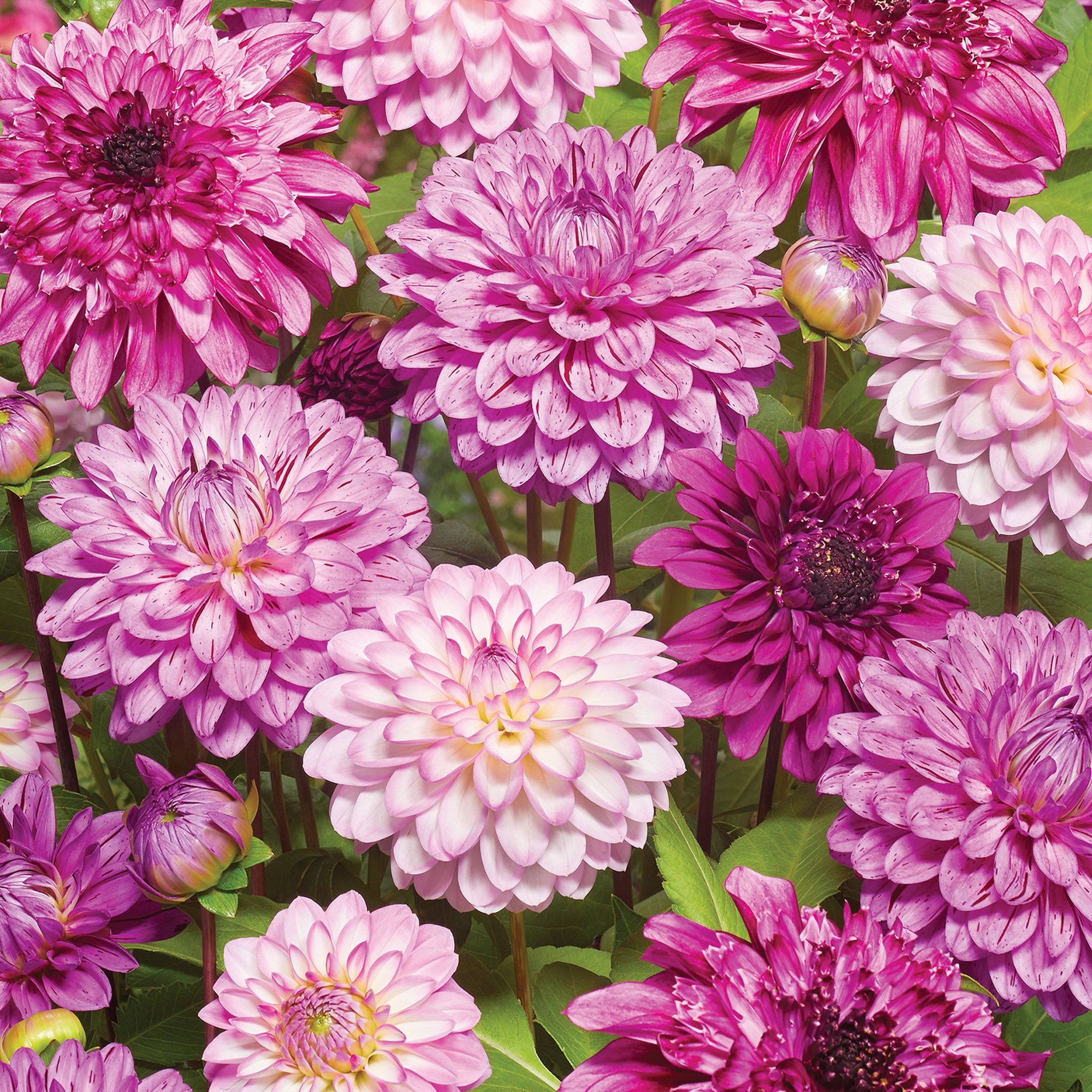 Pink Flamboyance Collection Dahlia Tubers