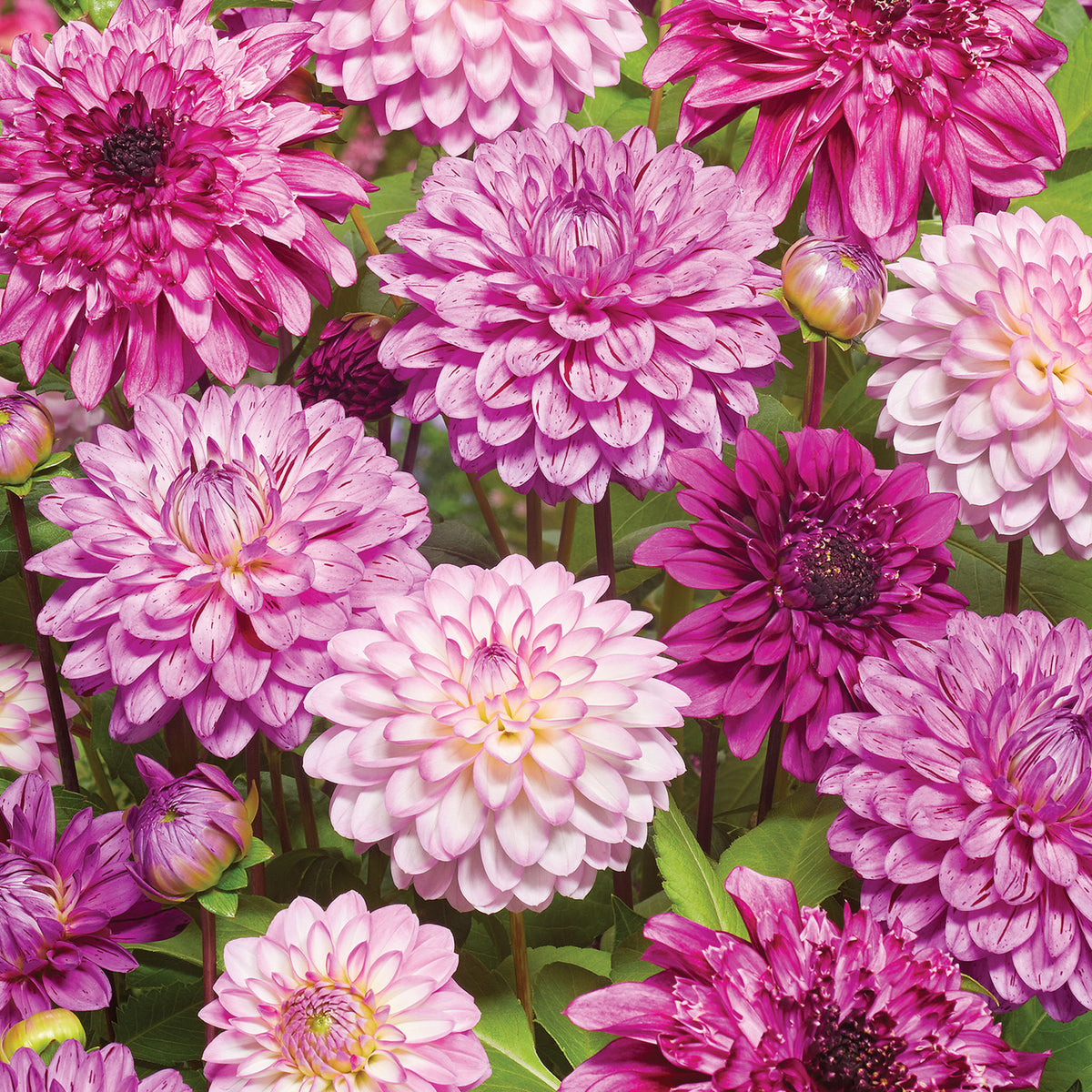 Pink Flamboyance Collection Dahlia Tubers