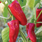 Nibbler Red Sweet Pepper