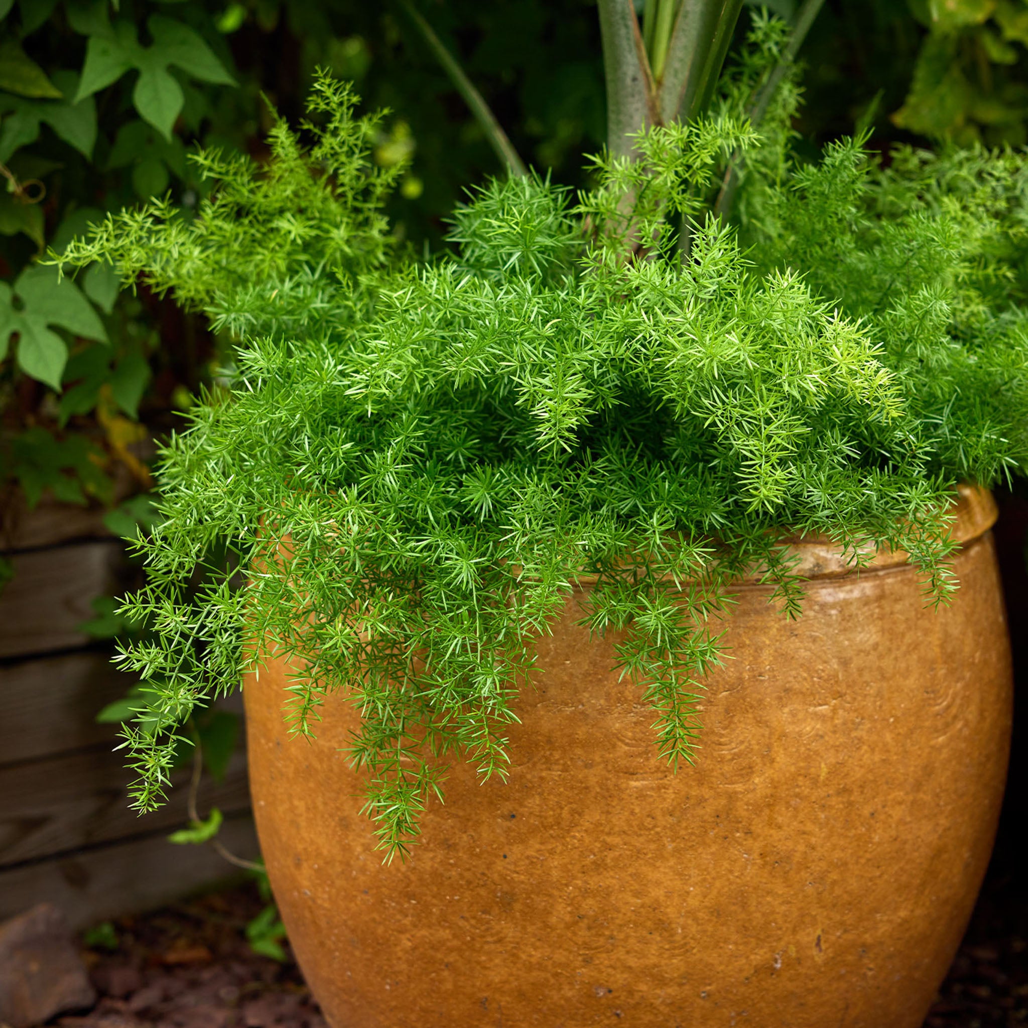 FuzzyFern Frizz Asparagus Fern