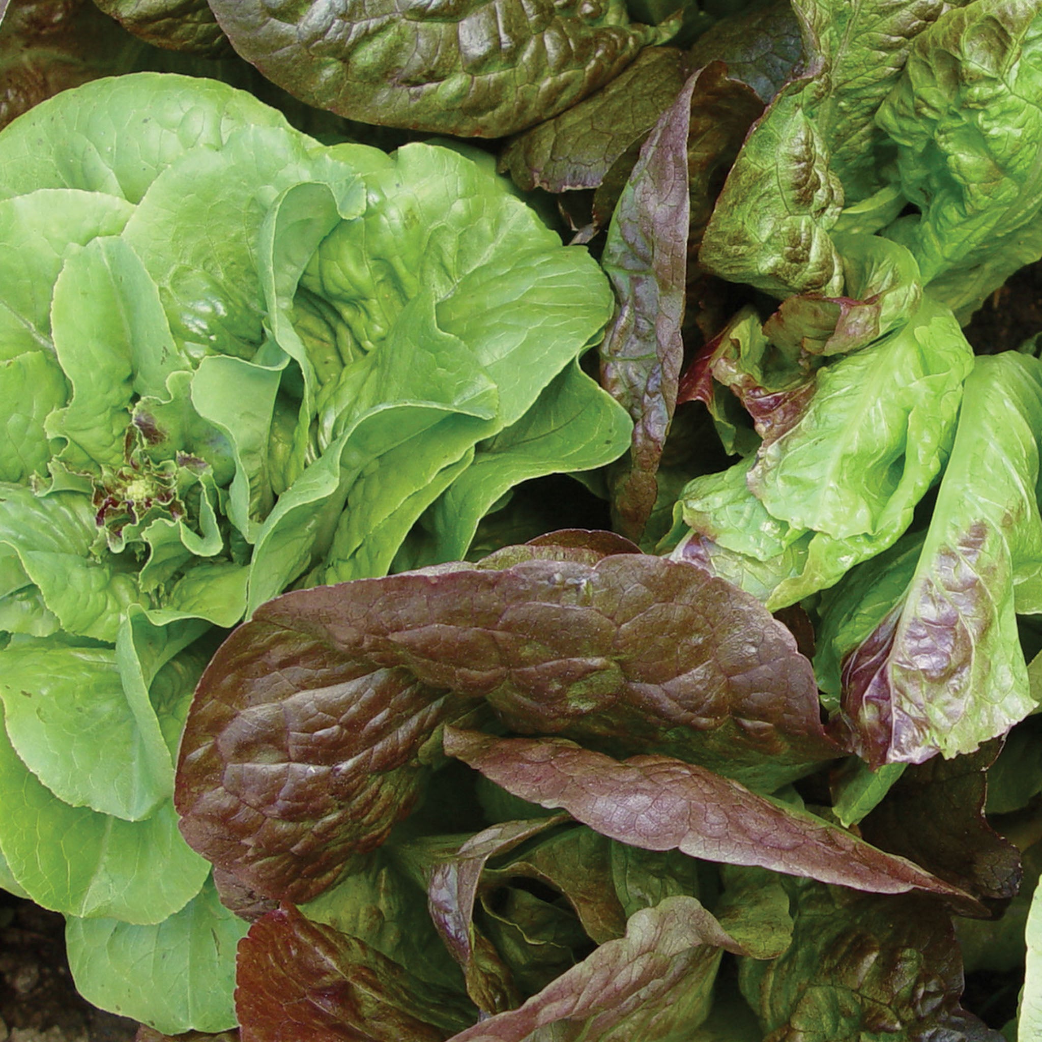 Bibb Blend Lettuce