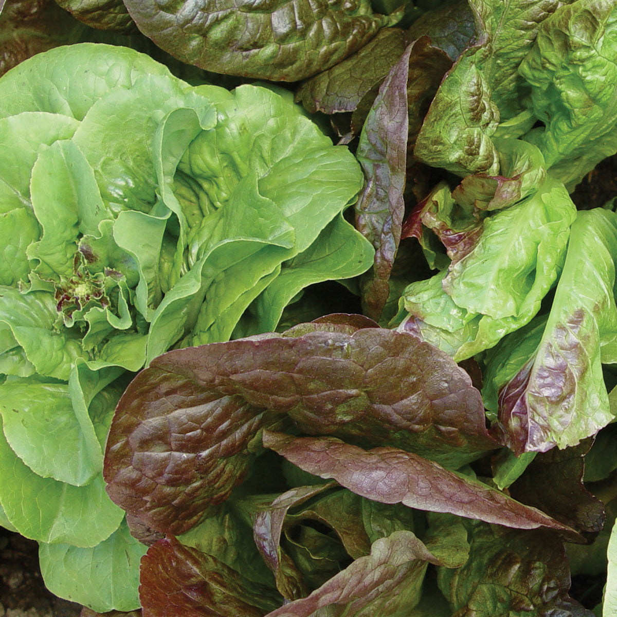 Bibb Blend Lettuce