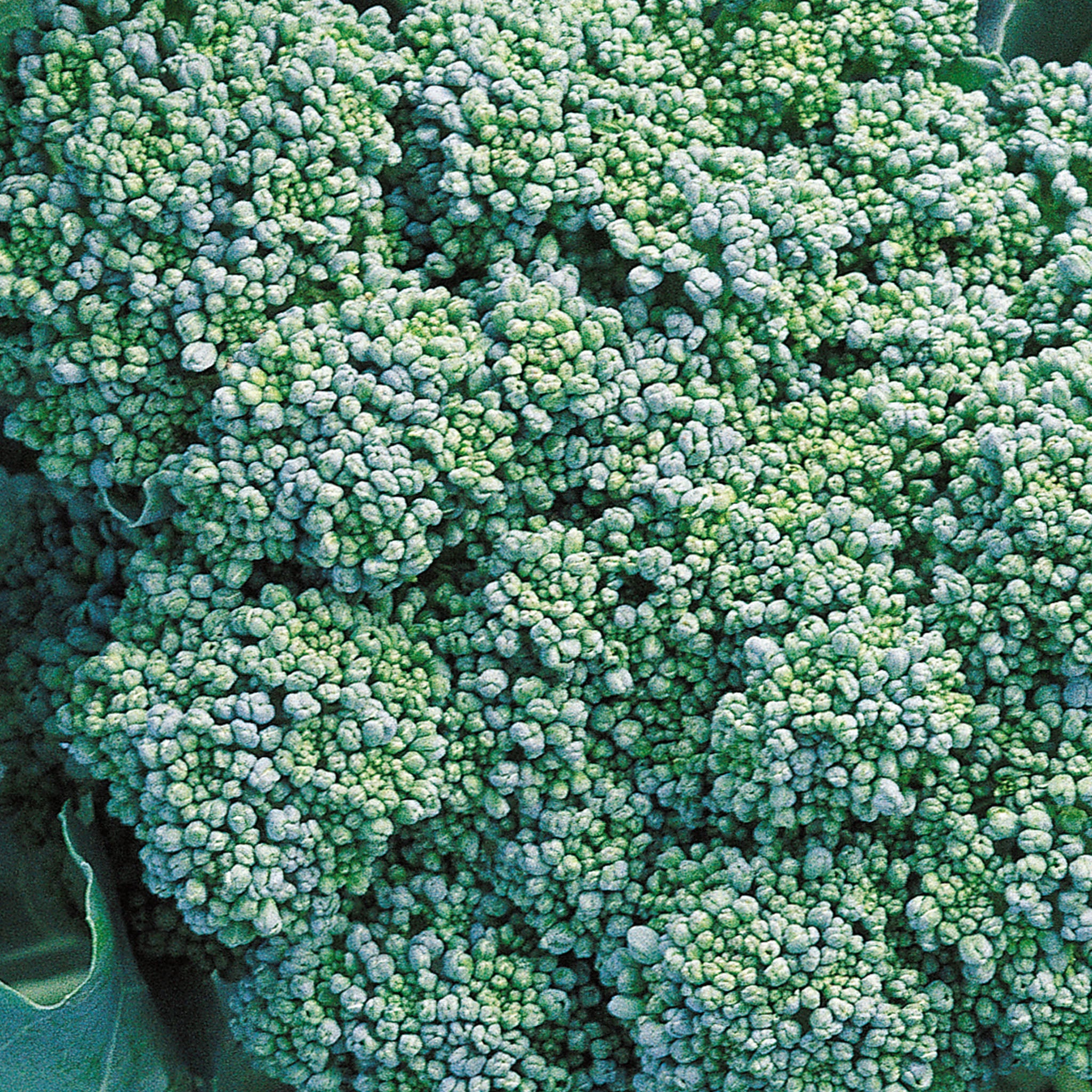 Calabrese Broccoli