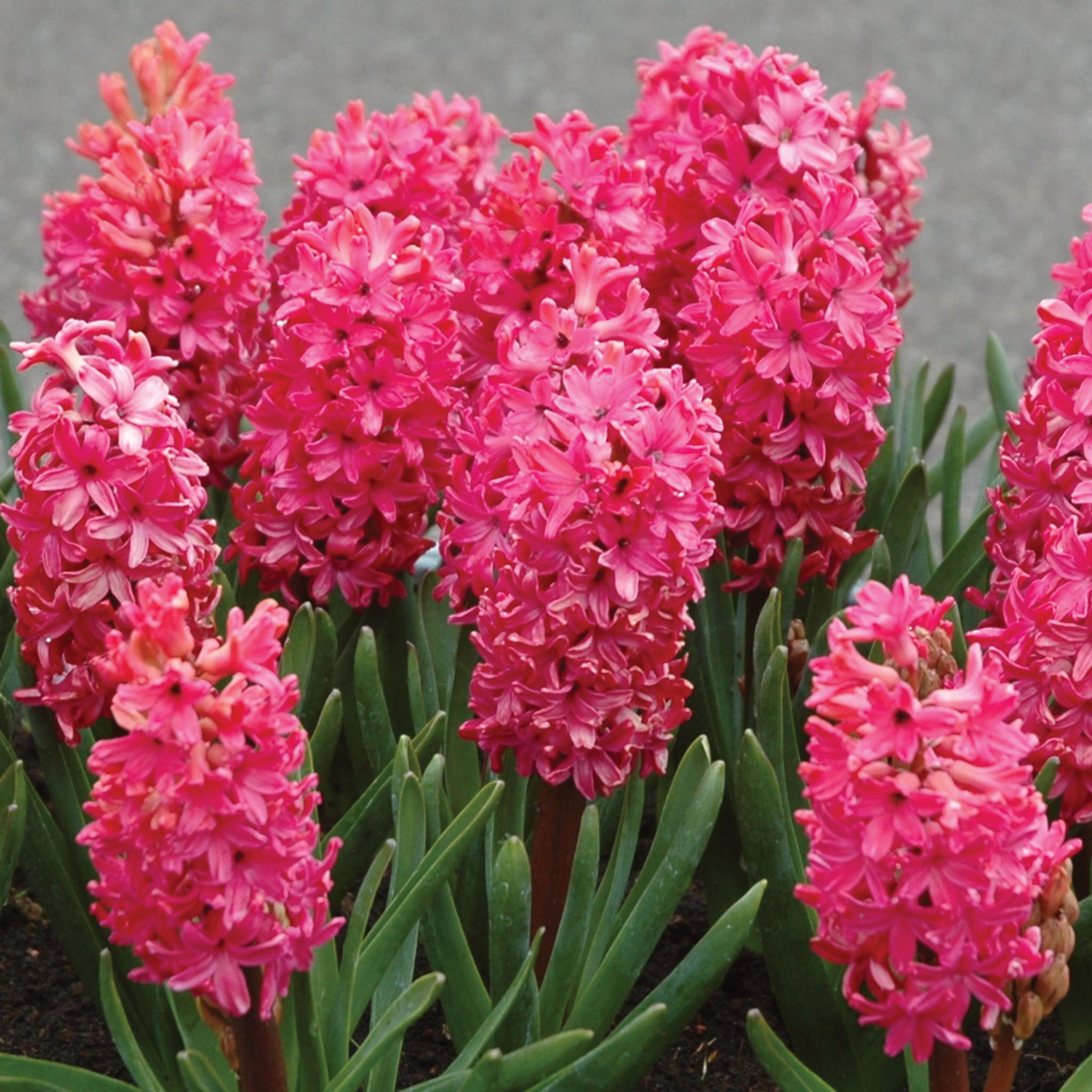 Jan Bos Hyacinth Bulbs
