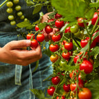 Super Sweet 100 Tomato