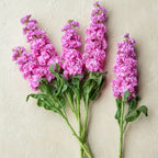 Iron Pink Stock