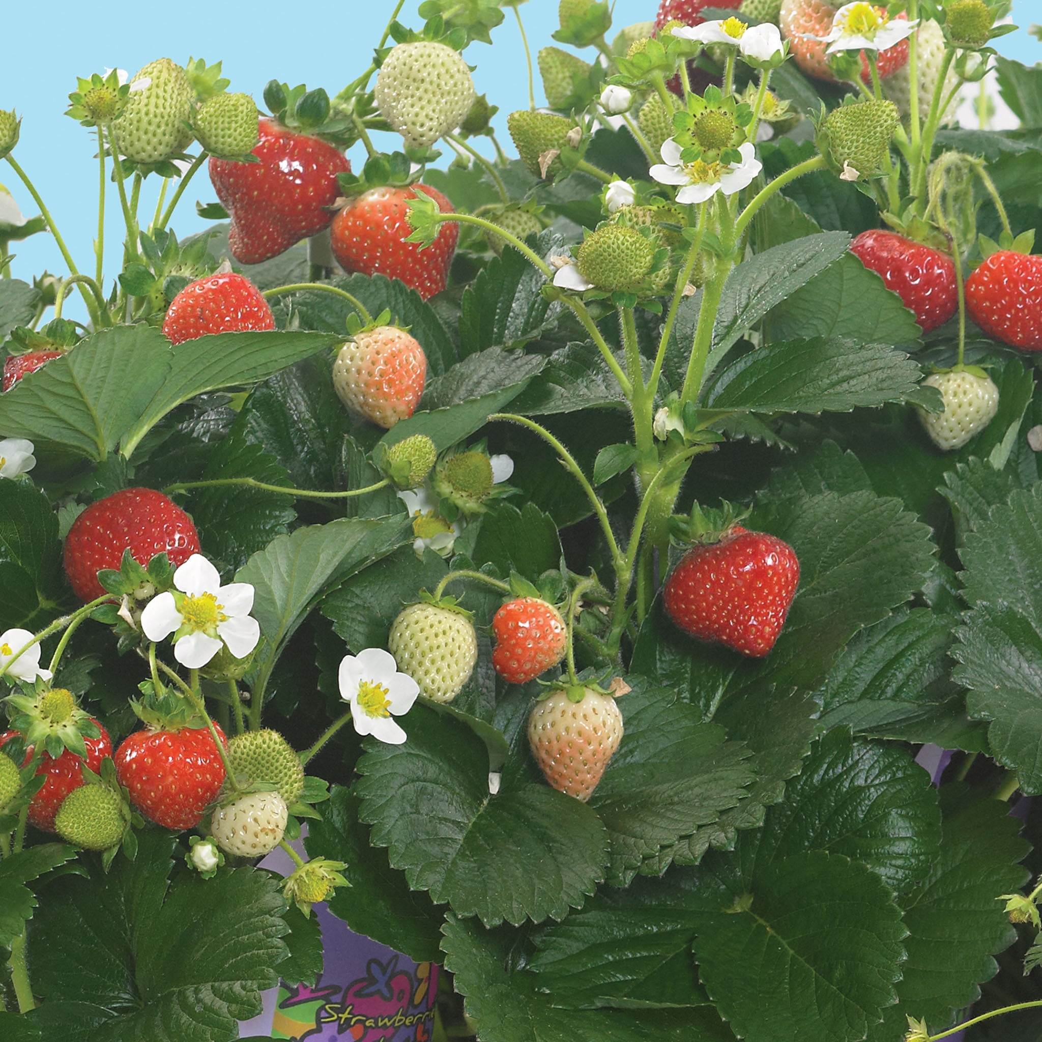 Delizz Strawberry