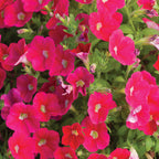Shock Wave Coral Crush Petunia