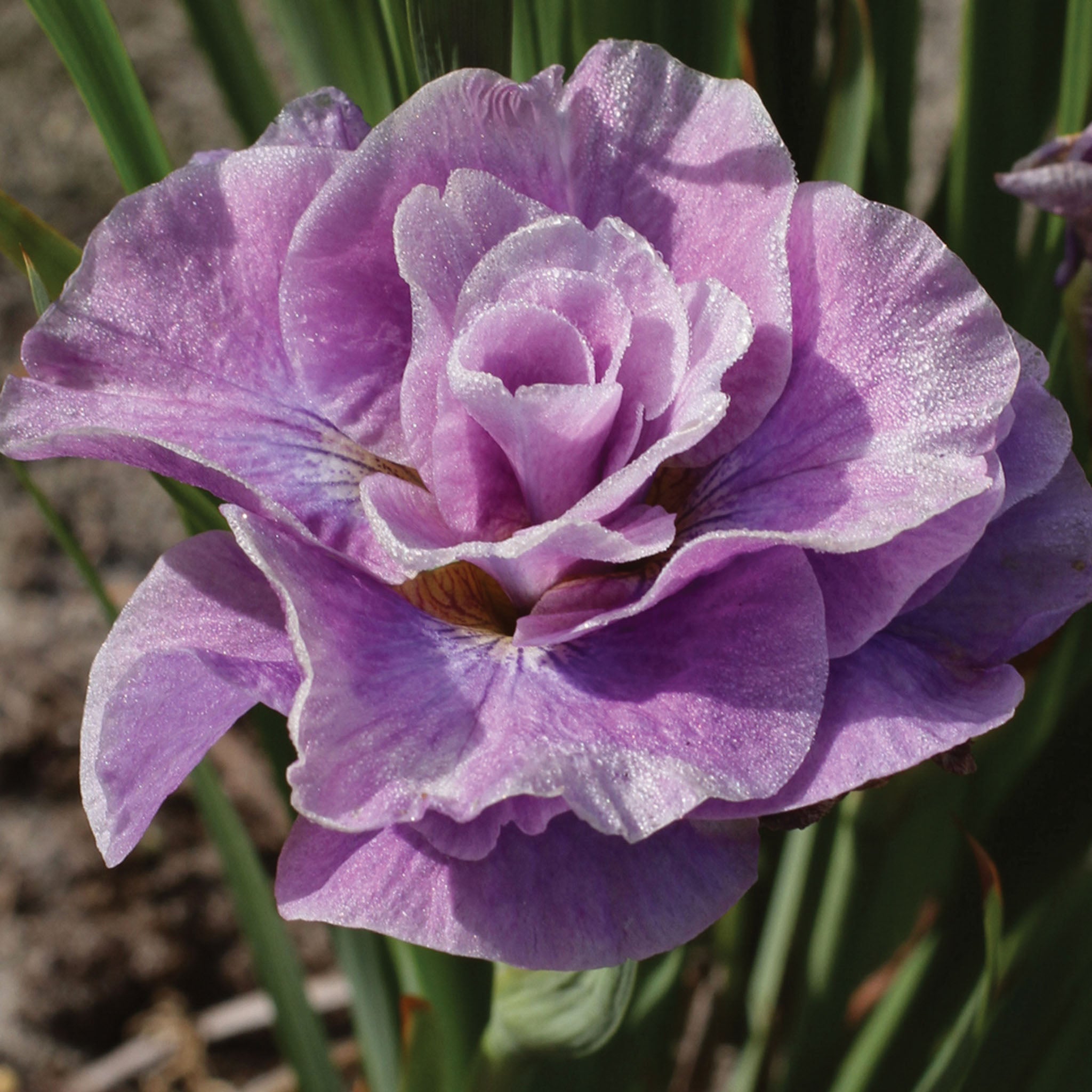 Pink Parfait Iris Bare Roots