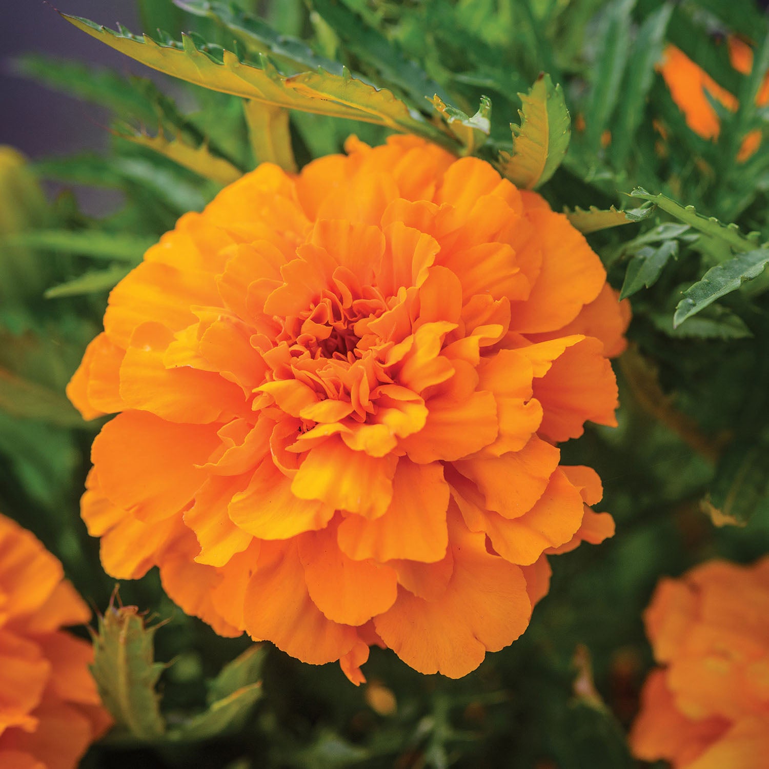 Endurance Orange Marigold