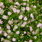 Gypsy Pink Baby's Breath
