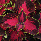 Chocolate Covered Cherry Coleus