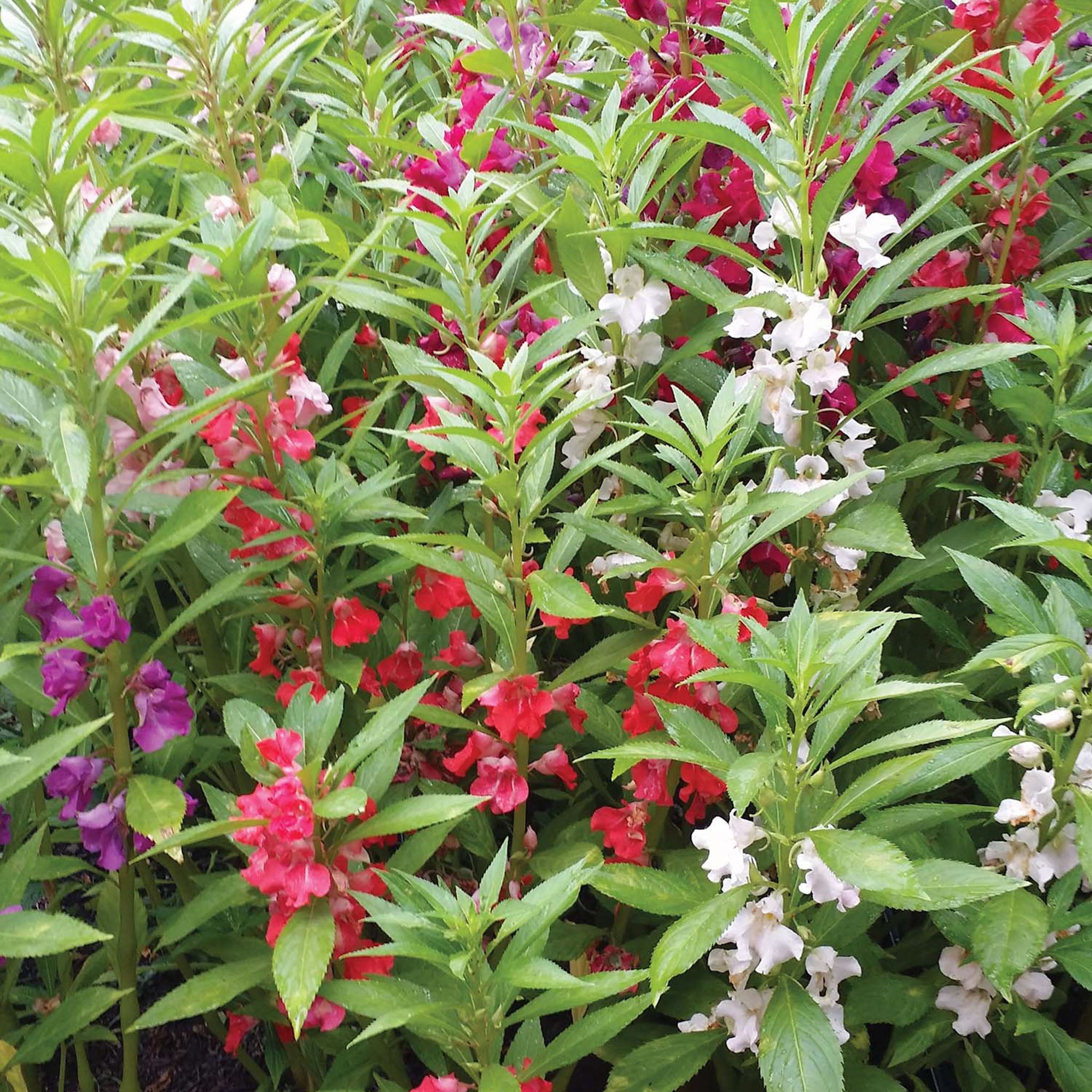 Mix Balsam