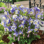 Early Bird Blue & White Columbine
