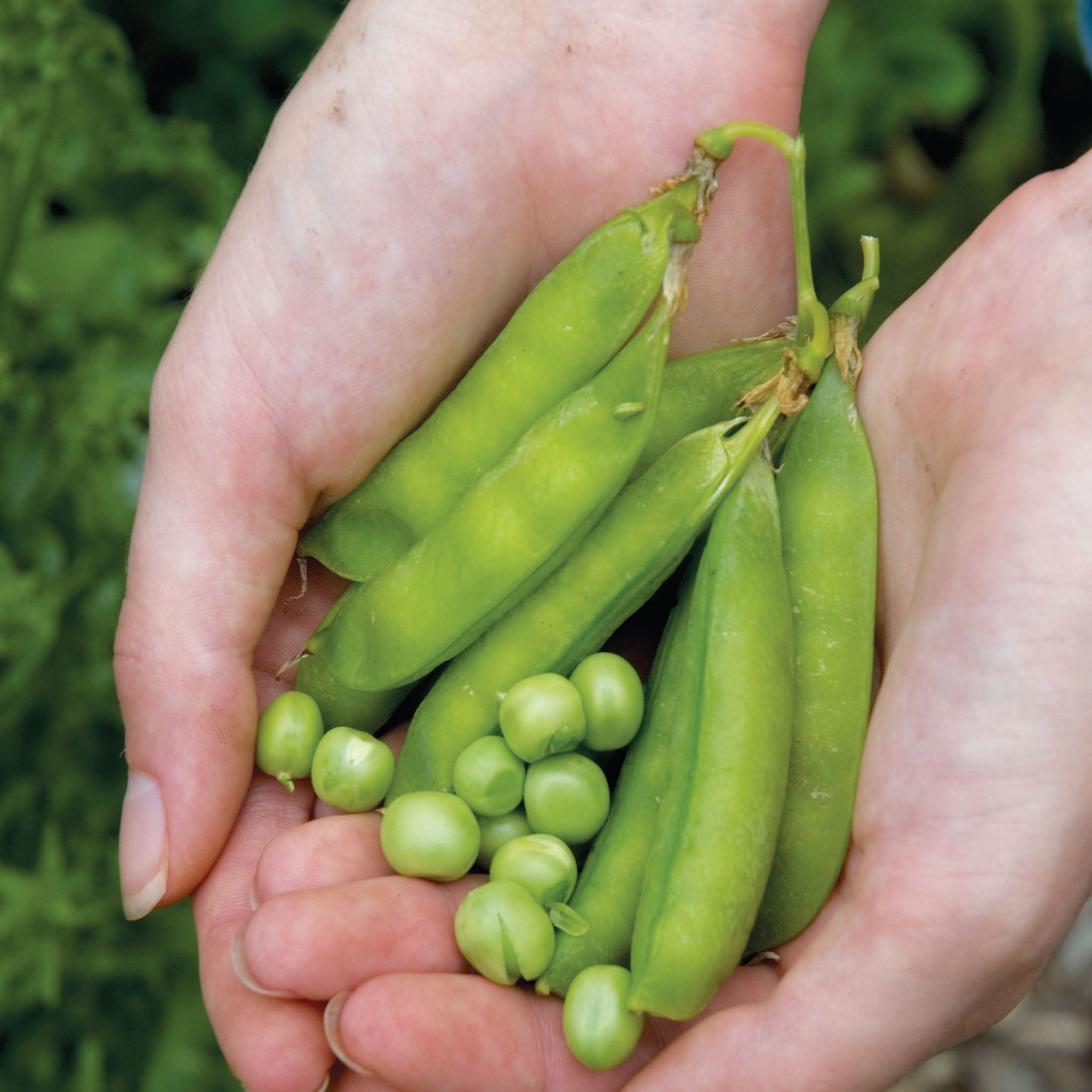 Lincoln Pea