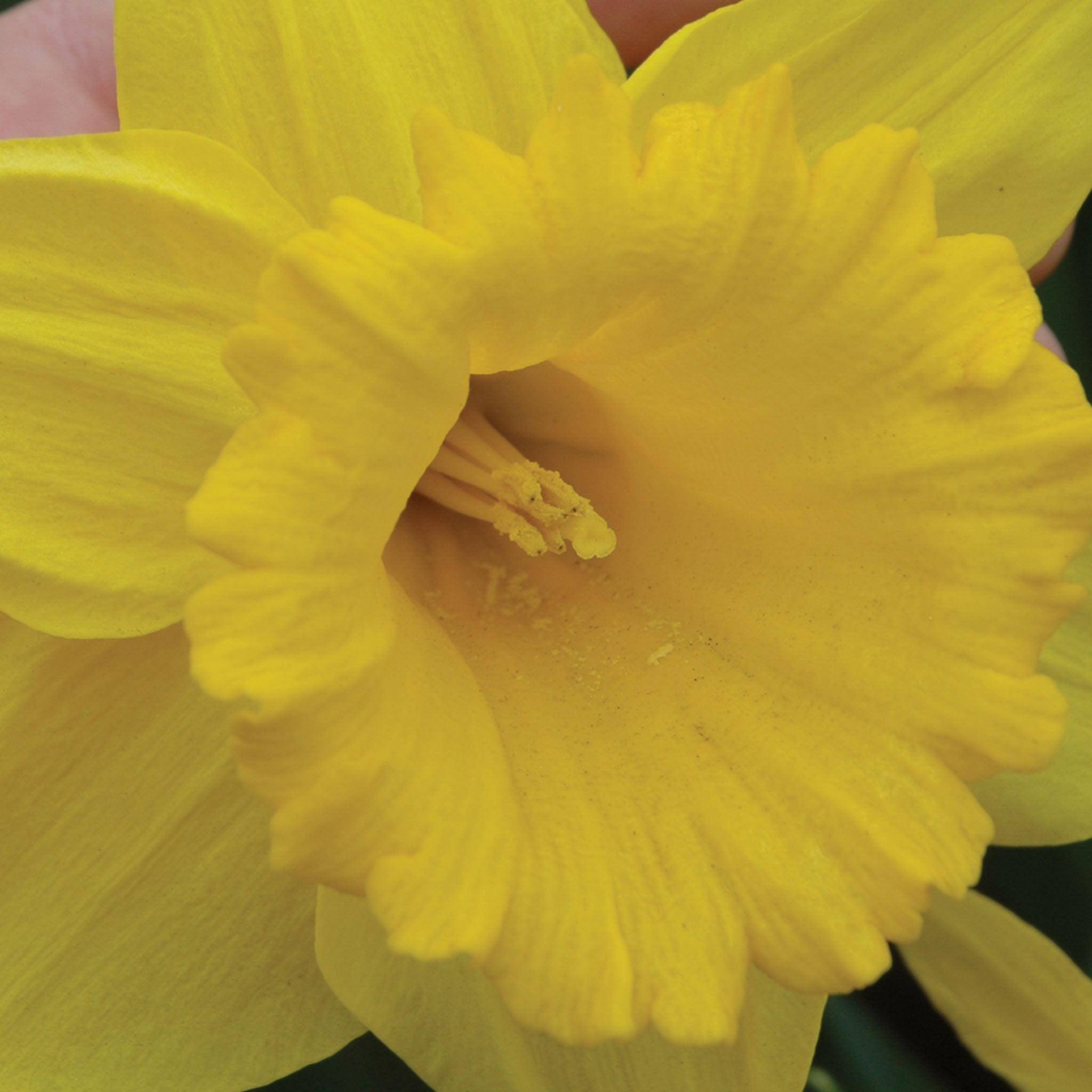 Marieke Daffodil Bulbs