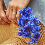 Blue Boy Cornflower