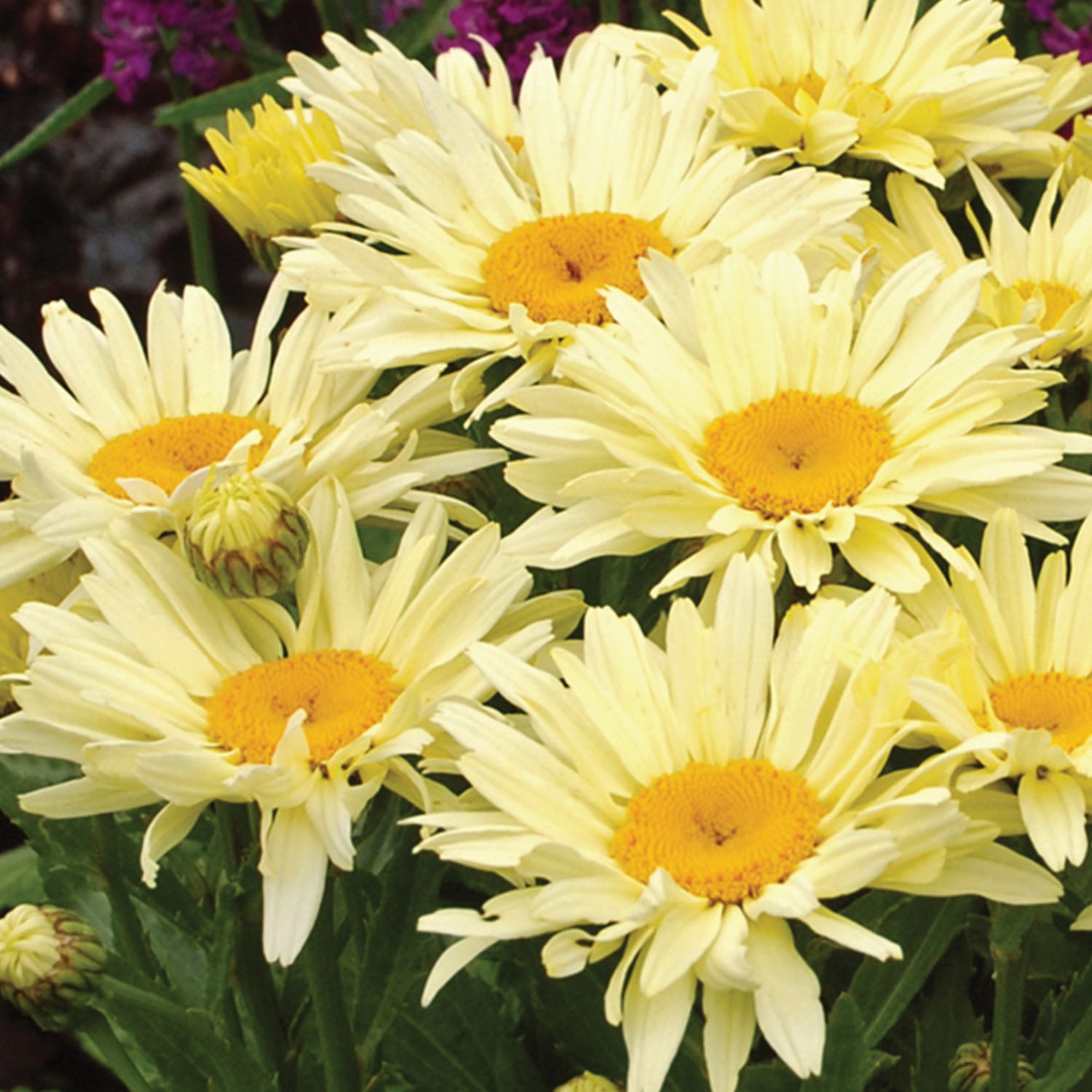 Banana Cream PPAF Shasta Daisy