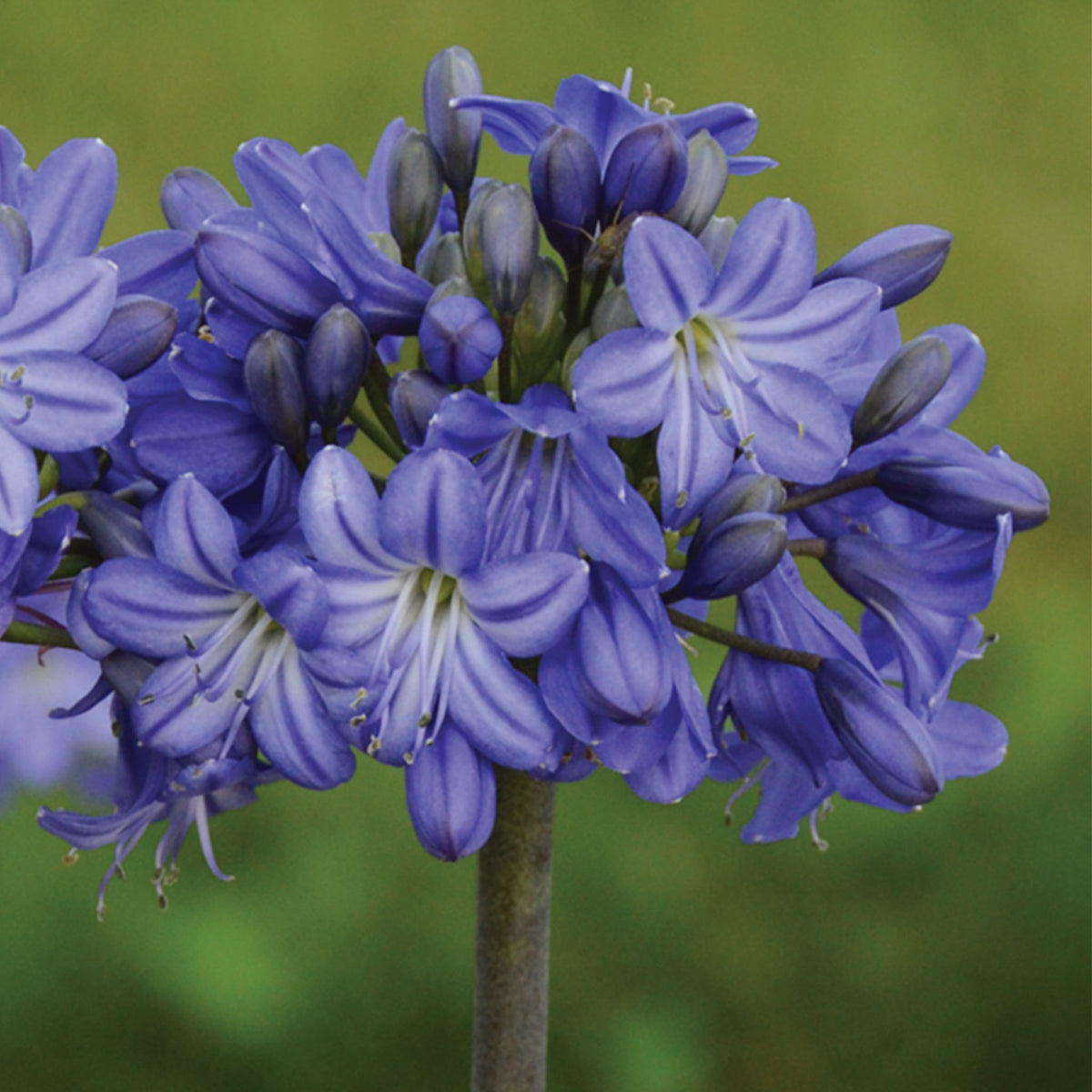 Galaxy Blue Agapanthus Bare Root