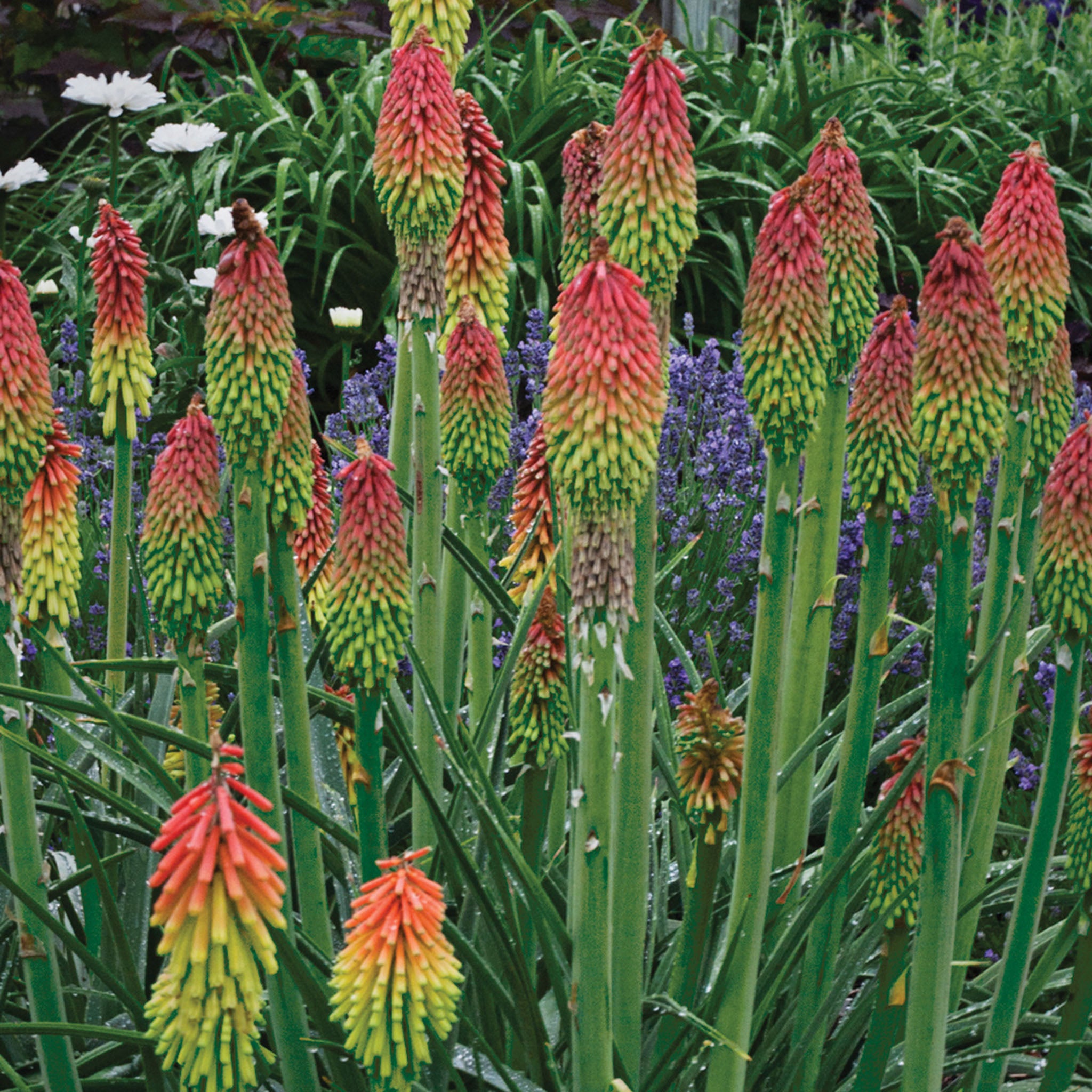Fire Dance Kniphofia Hirsuta