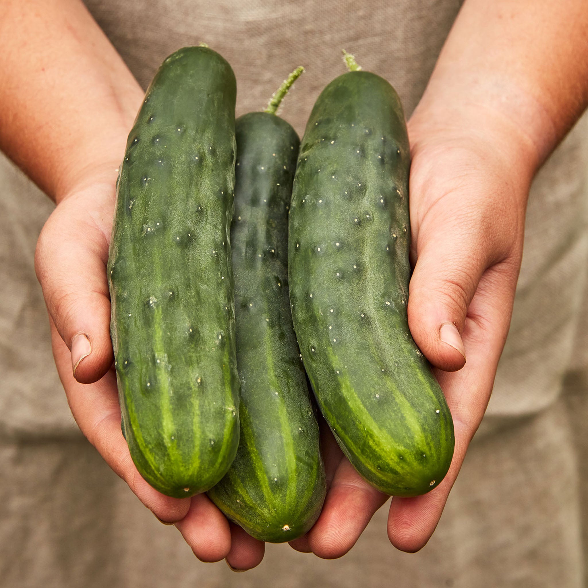 Marketmore 76 Cucumber