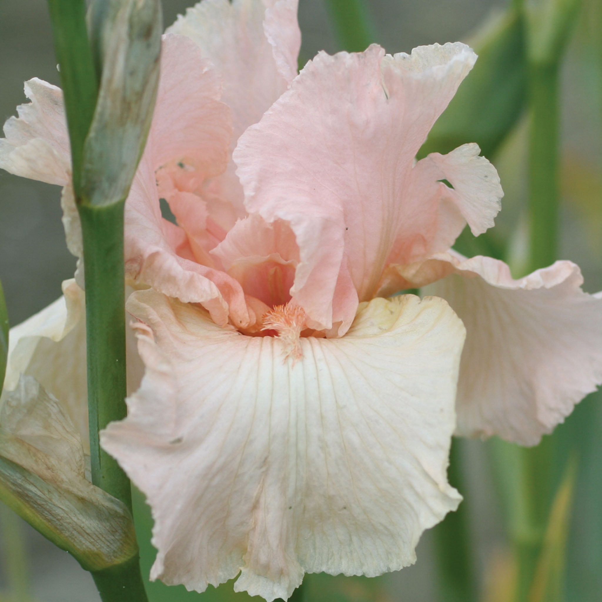 Beverly Sills Iris Bare Roots