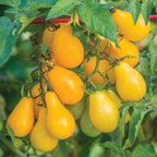 Yellow Pear Tomato