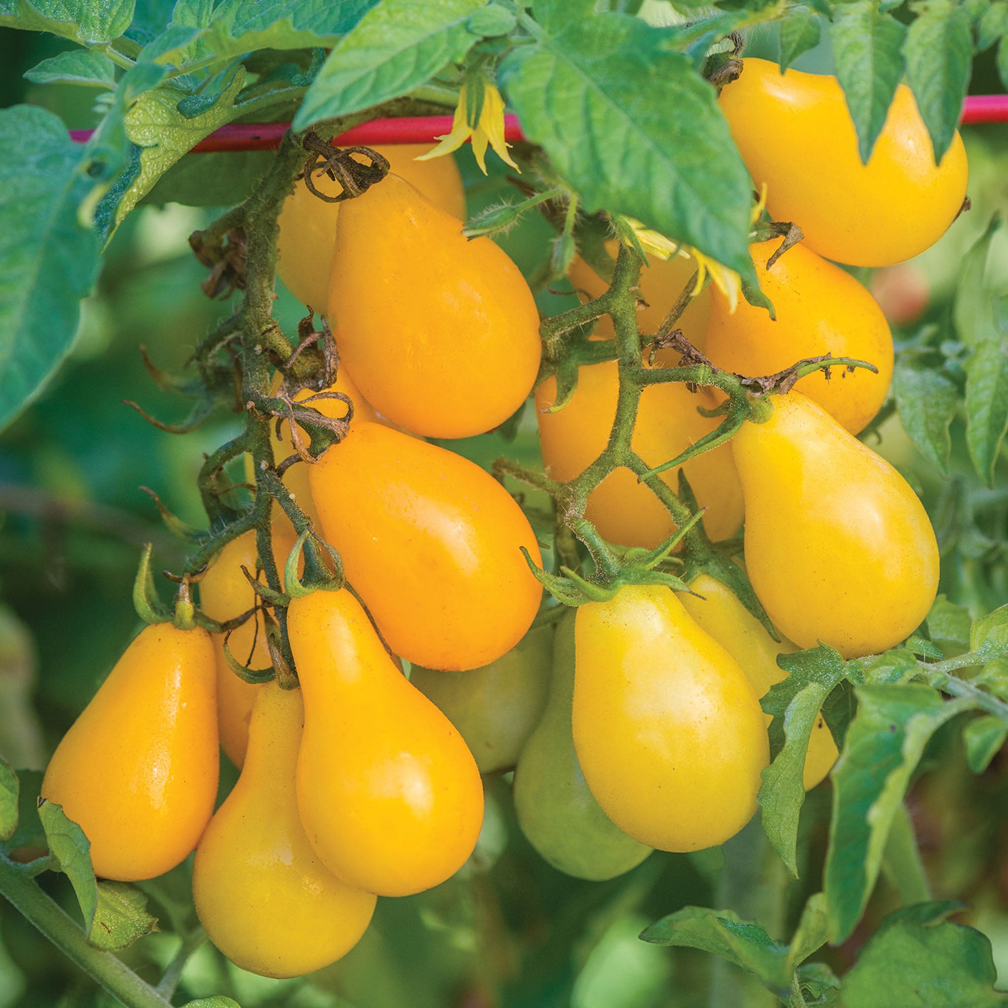 Yellow Pear Tomato
