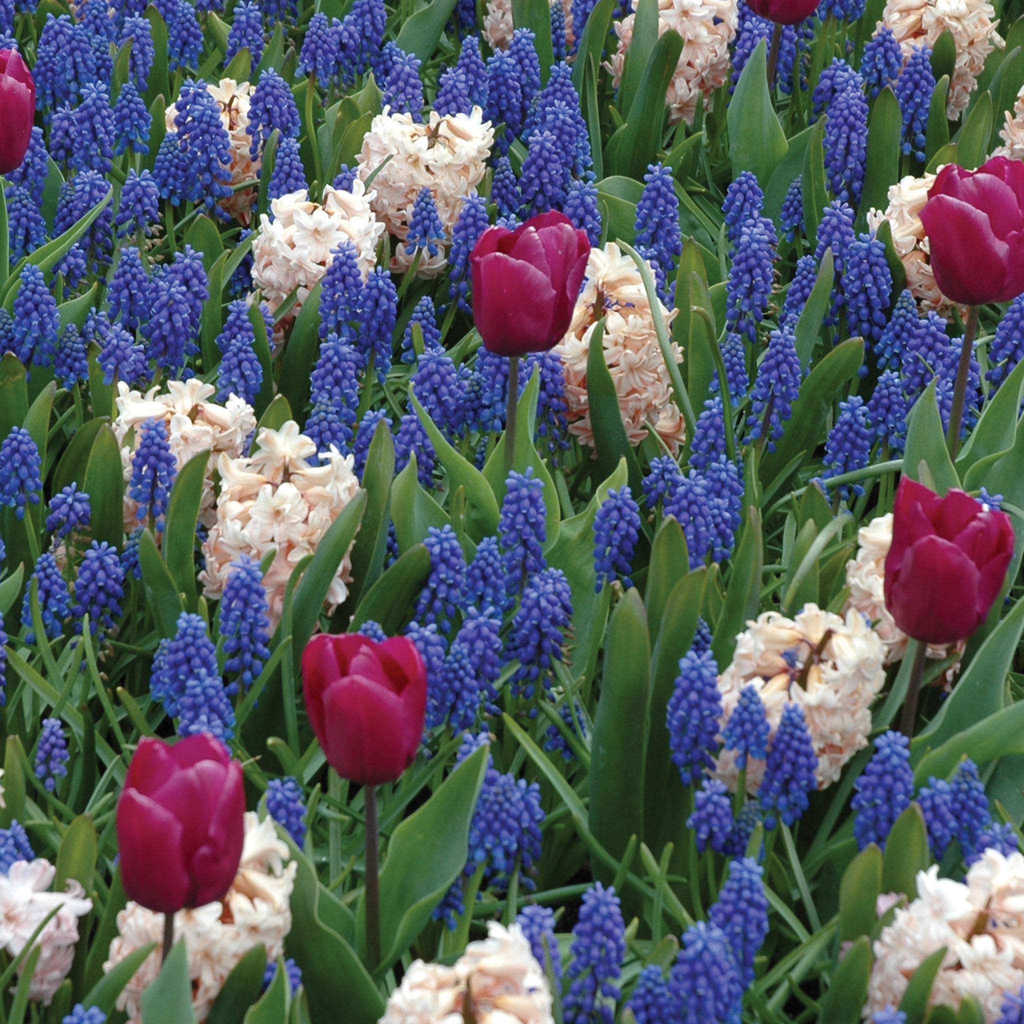 Bulb Mix Love is in the Air Bulbs