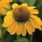 Sombrero Lemon Yellow Echinacea