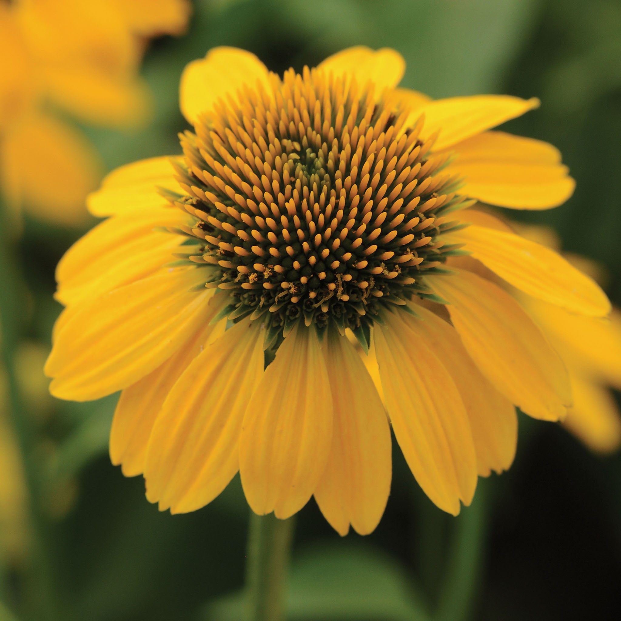 Sombrero Lemon Yellow Echinacea