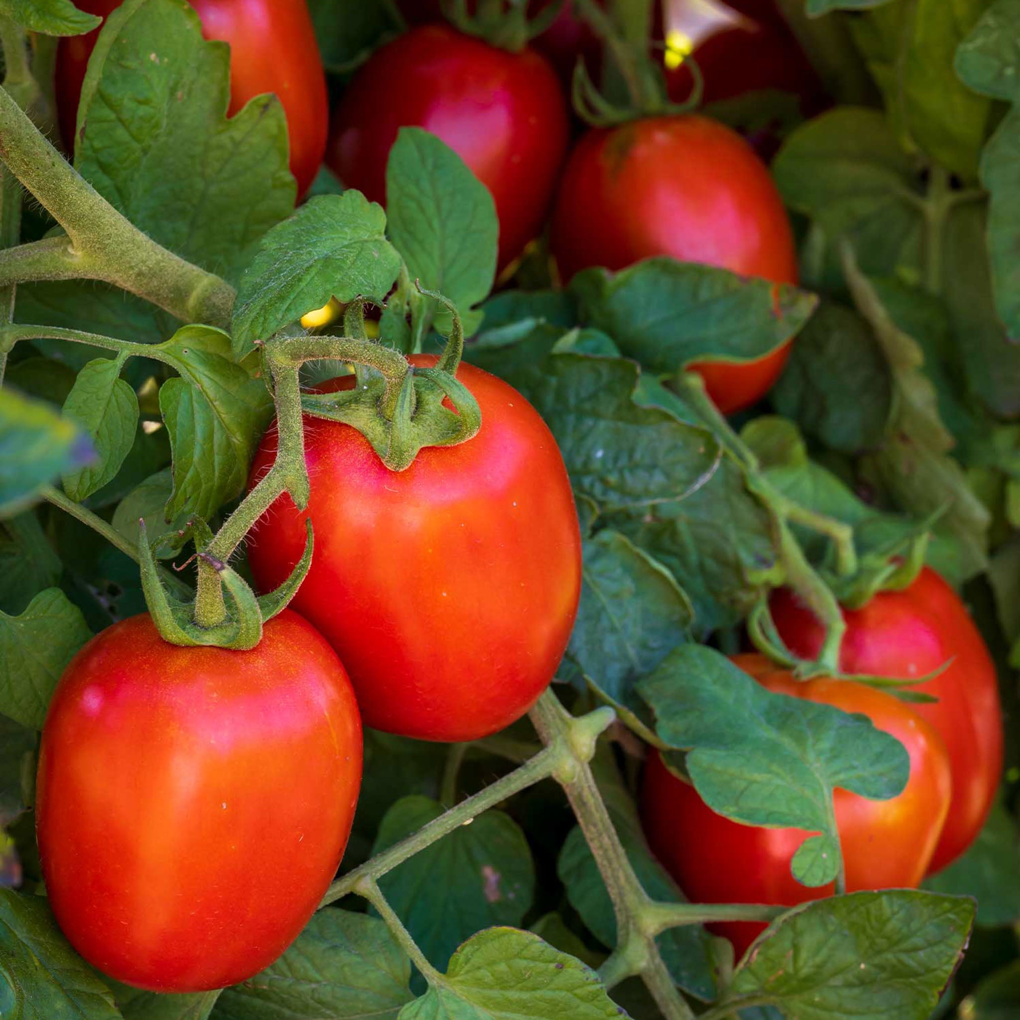 Fresh Salsa Tomato