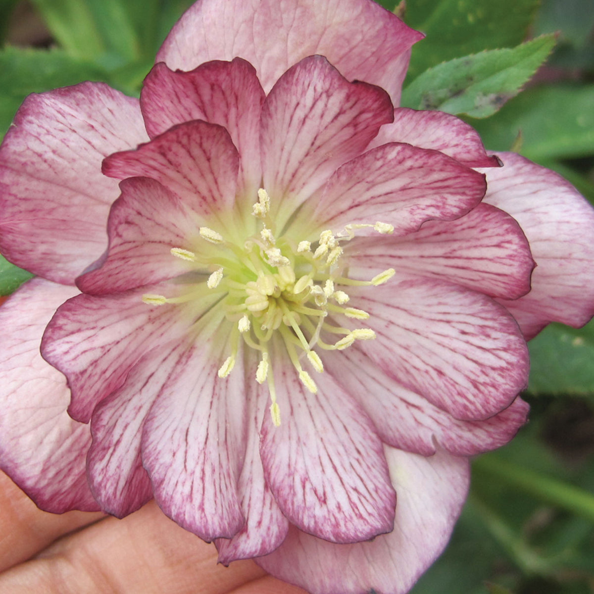 Stained Glass Hellebore
