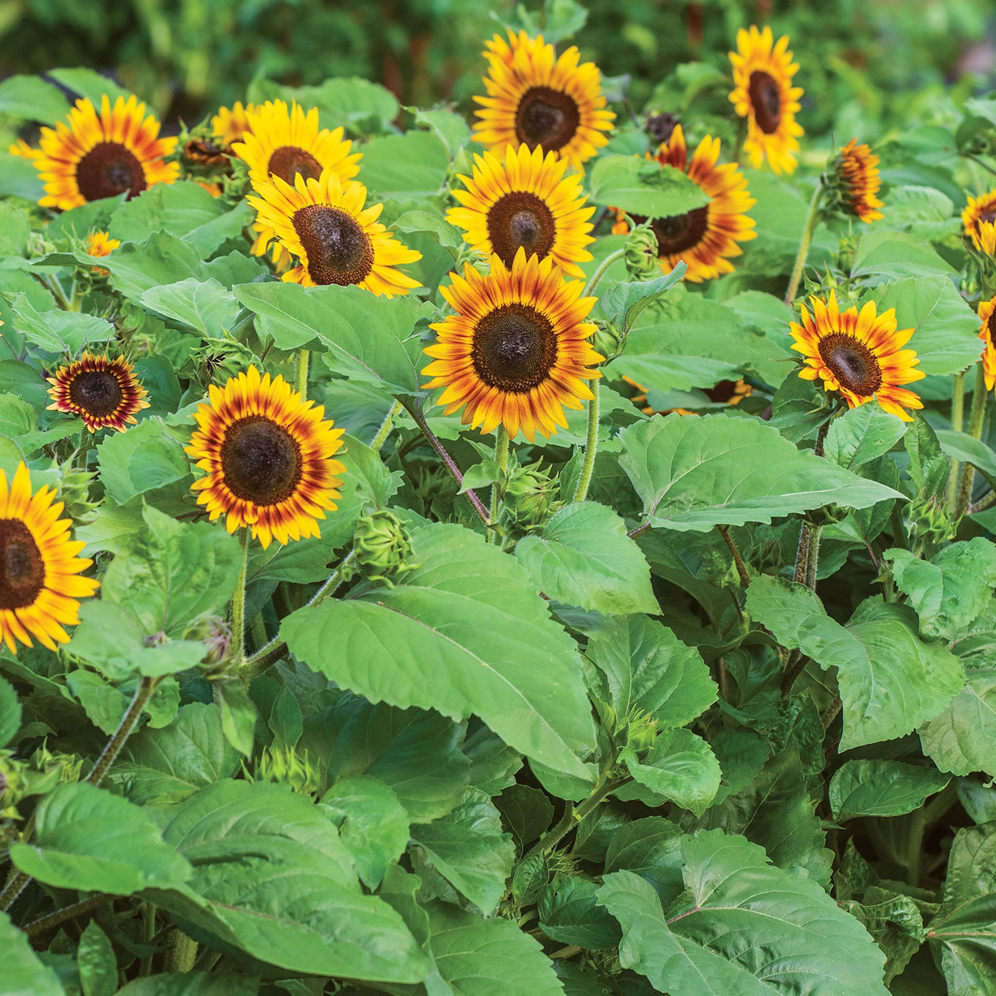 Tiger Eye Sunflower